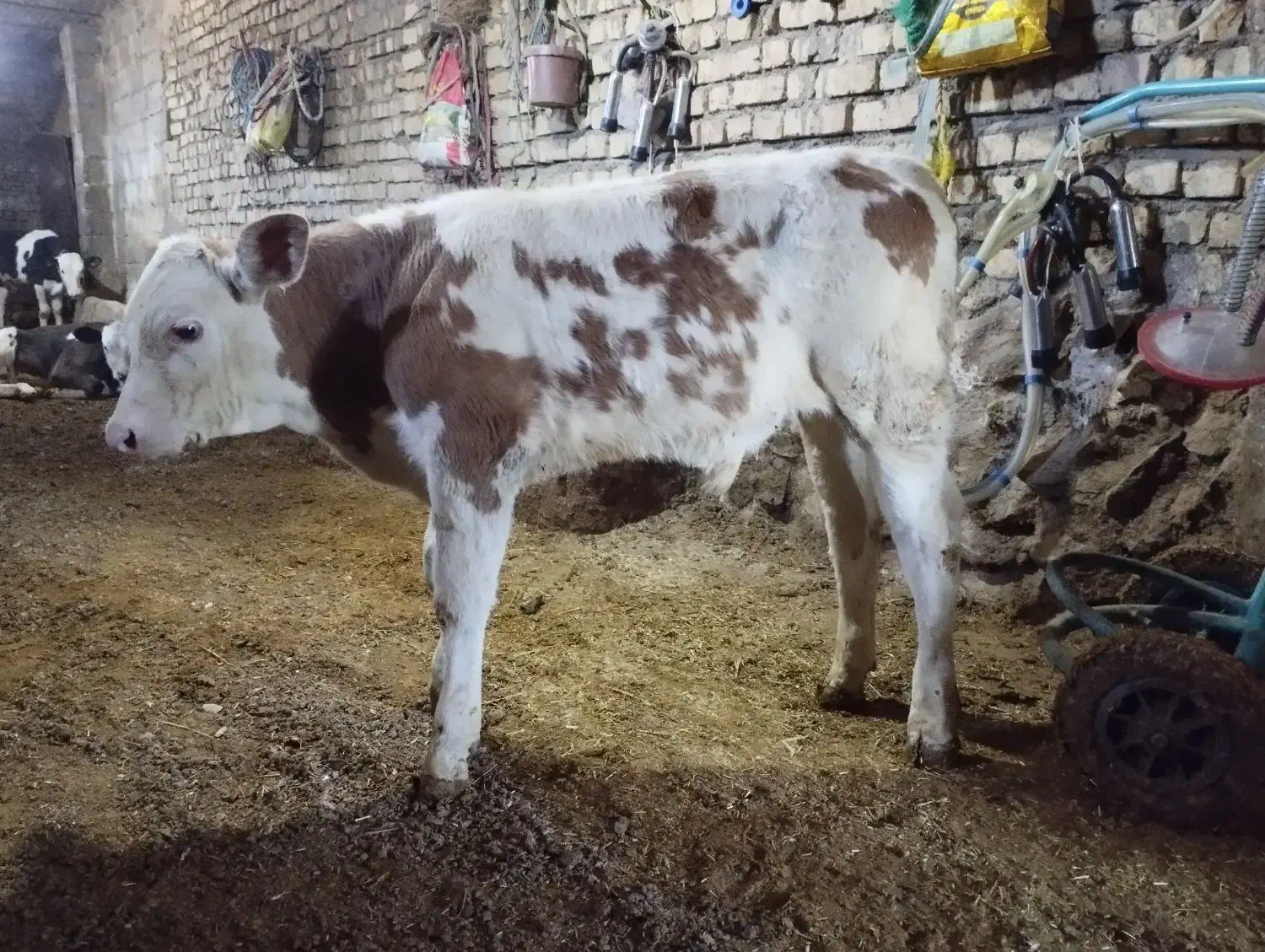 ۳راس گوساله نر جنس عالی|حیوانات مزرعه|الیگودرز, |دیوار