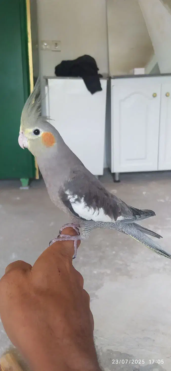 عروس هلندی نر|پرنده|تکاب, |دیوار