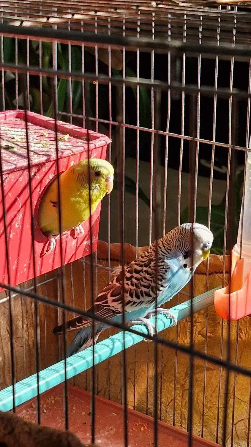 مرغ عشق مولد|پرنده|اصفهان, رسالت|دیوار