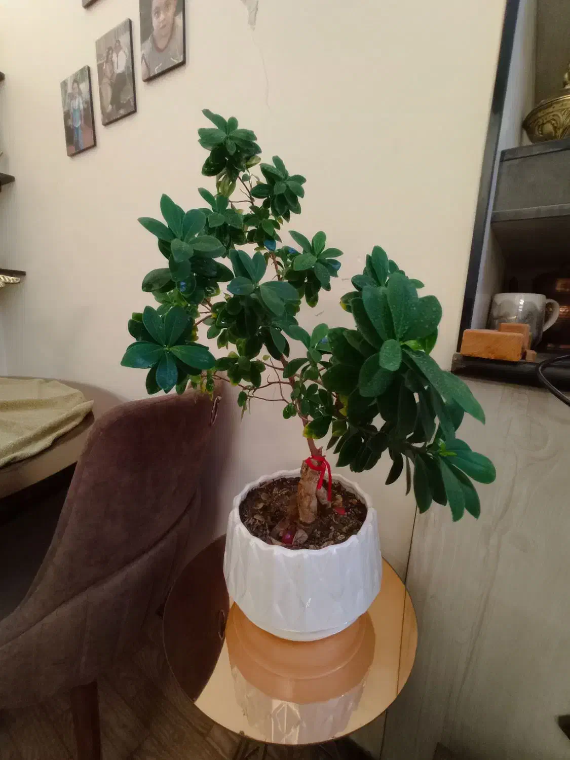 بنسای ۸ ساله|گل و گیاه طبیعی|کرج, حسن آباد|دیوار