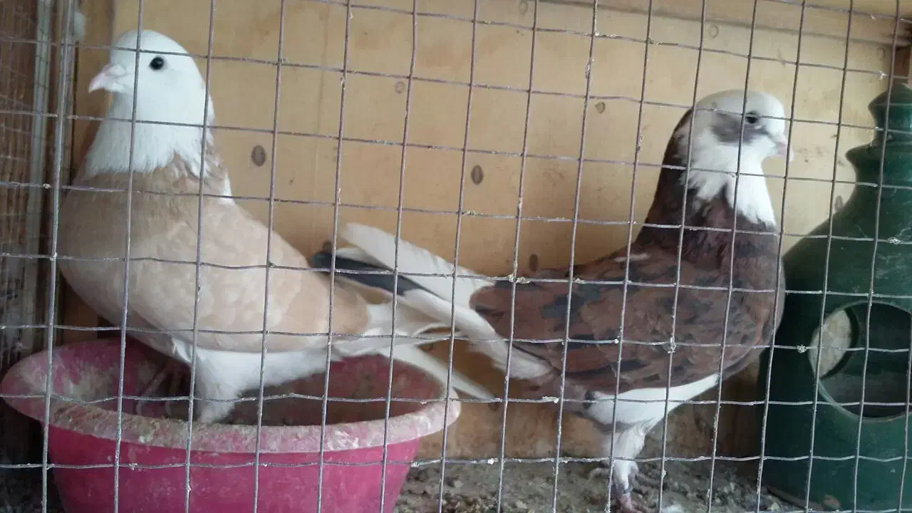 کفتر مایه انباری عتیقه چهار جفت یکجا|پرنده|تهران, قیطریه|دیوار