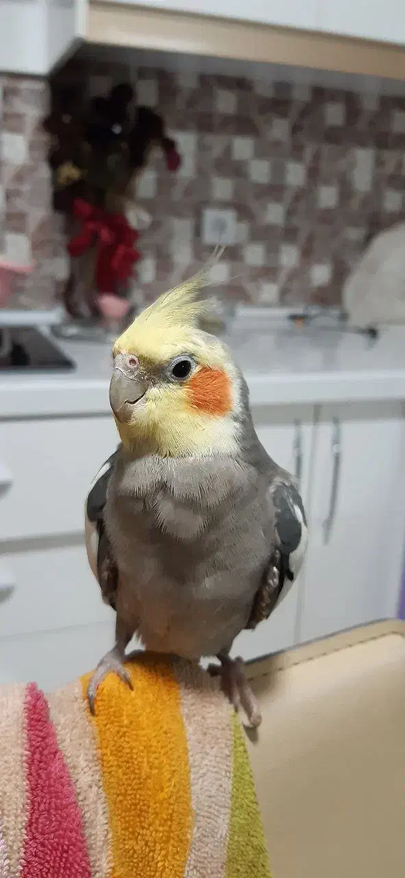 پرنده|پرنده|مشهد, چهارچشمه|دیوار