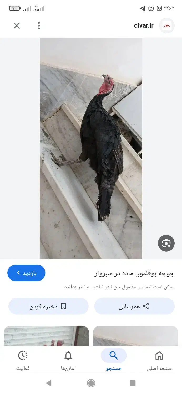 تعدادی بوقلمون|حیوانات مزرعه|گیان, |دیوار
