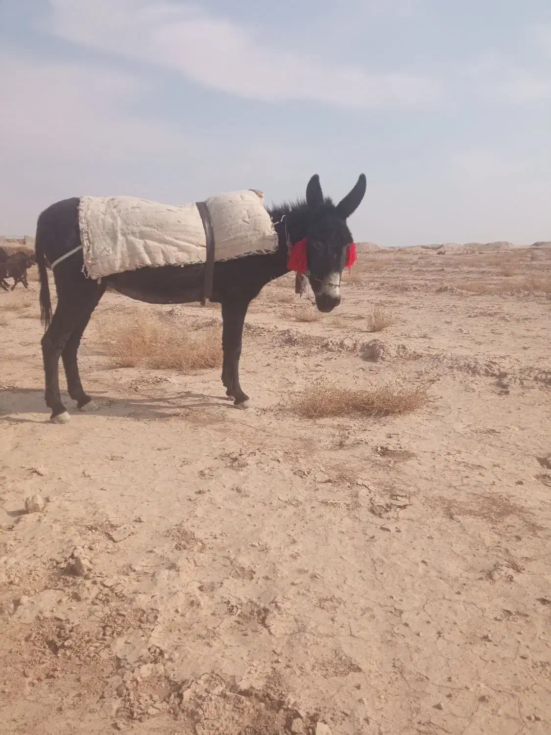 خر الاغ گله ای|حیوانات مزرعه|برخوار, |دیوار