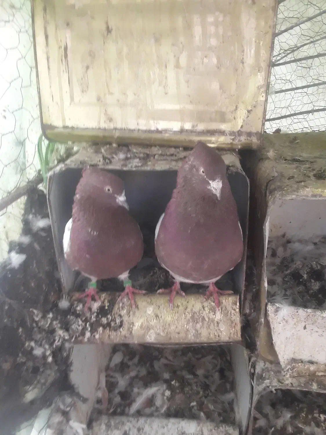 کفتر کله|حیوانات مزرعه|جیرفت, |دیوار