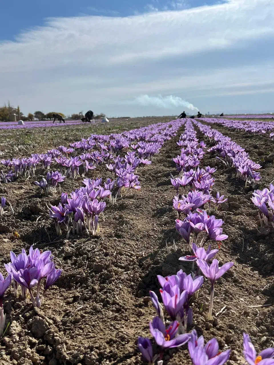 کارگر مزرعه زعفران چیدن گل از زمین|استخدام خدمات فروشگاه و رستوران|کبودرآهنگ, |دیوار