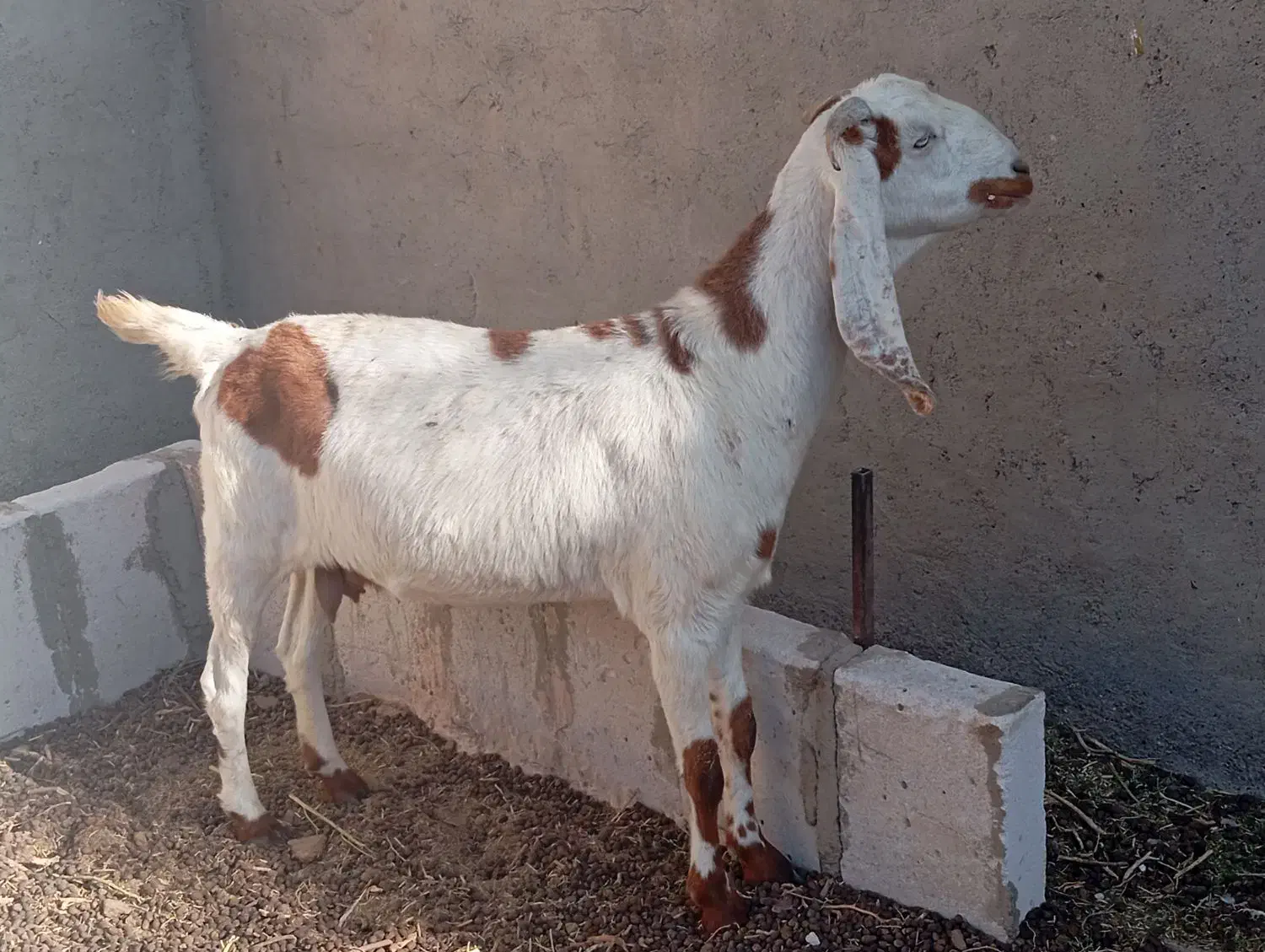 بزباکهر|حیوانات مزرعه|زهک, |دیوار