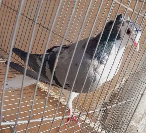 کفتر دمگیر ماده کاکلی|پرنده|اصفهان, شهرک کاوه|دیوار