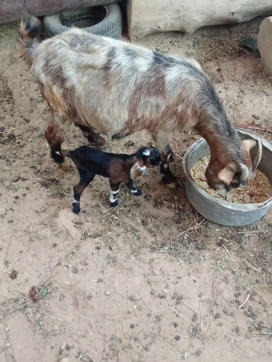 بز کوهی زایده|حیوانات مزرعه|شوش, |دیوار