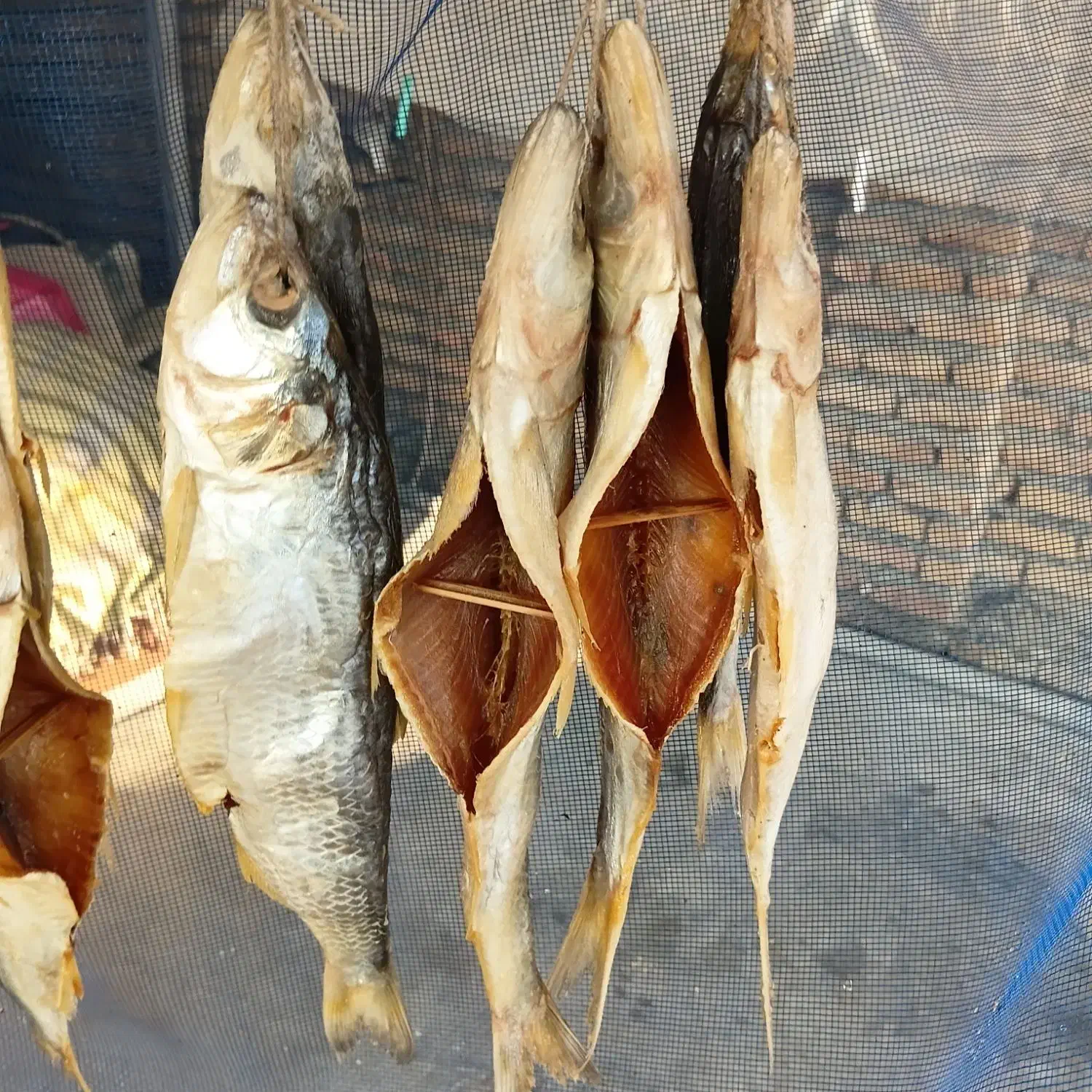 انواع ماهی شور خشک دریایی تازه مال امسال|خوردنی و آشامیدنی|گمیشان, |دیوار