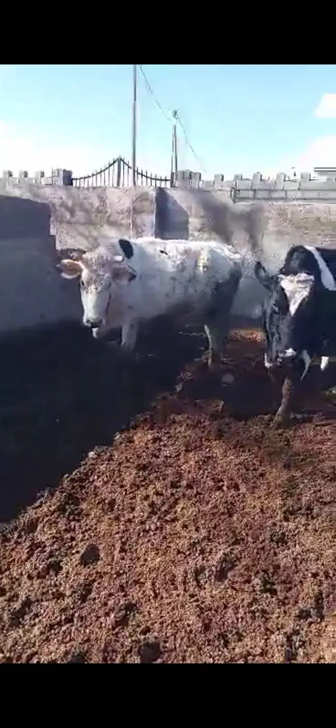 گاوشیری|حیوانات مزرعه|قهدریجان, |دیوار