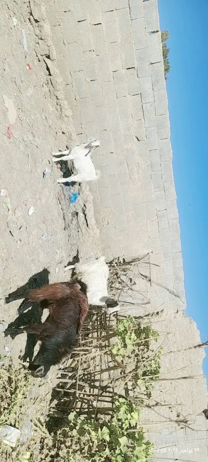 گوسفند|حیوانات مزرعه|سراوان, |دیوار