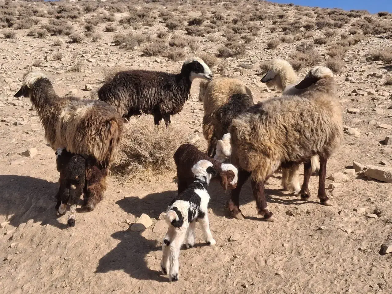 میش داشتی|حیوانات مزرعه|ارژن, |دیوار