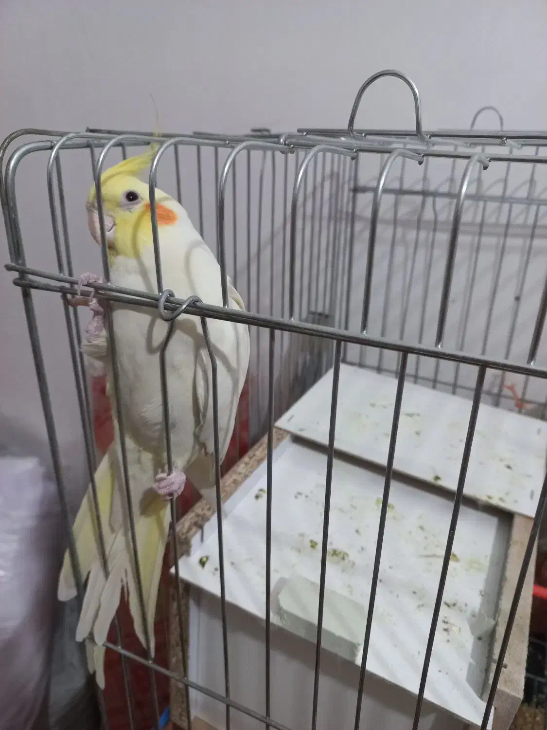 جفت عروس هلندی|پرنده|رفسنجان, |دیوار