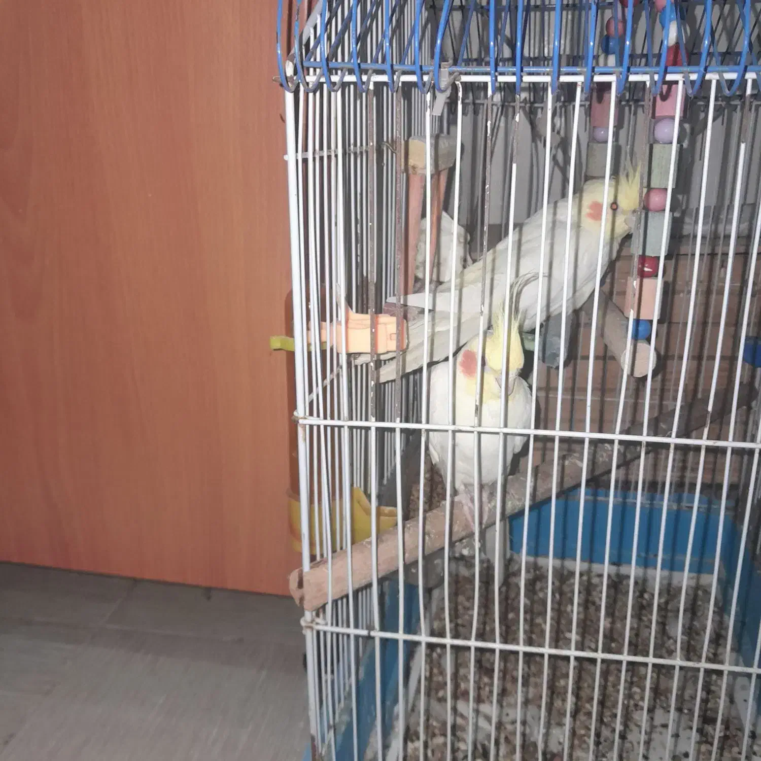 یه جفت عروس لوتینو مولد سخنگو|پرنده|چغادک, |دیوار