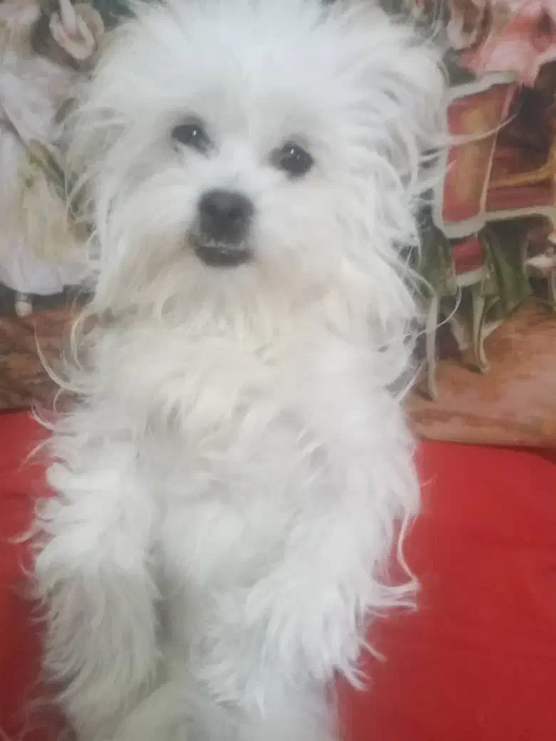 سگم گم شده|سگ|محمدشهر, شهرک چمران|دیوار