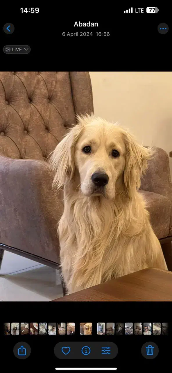 گمشده، مژدگانی نقد|حیوانات|ایذه, |دیوار