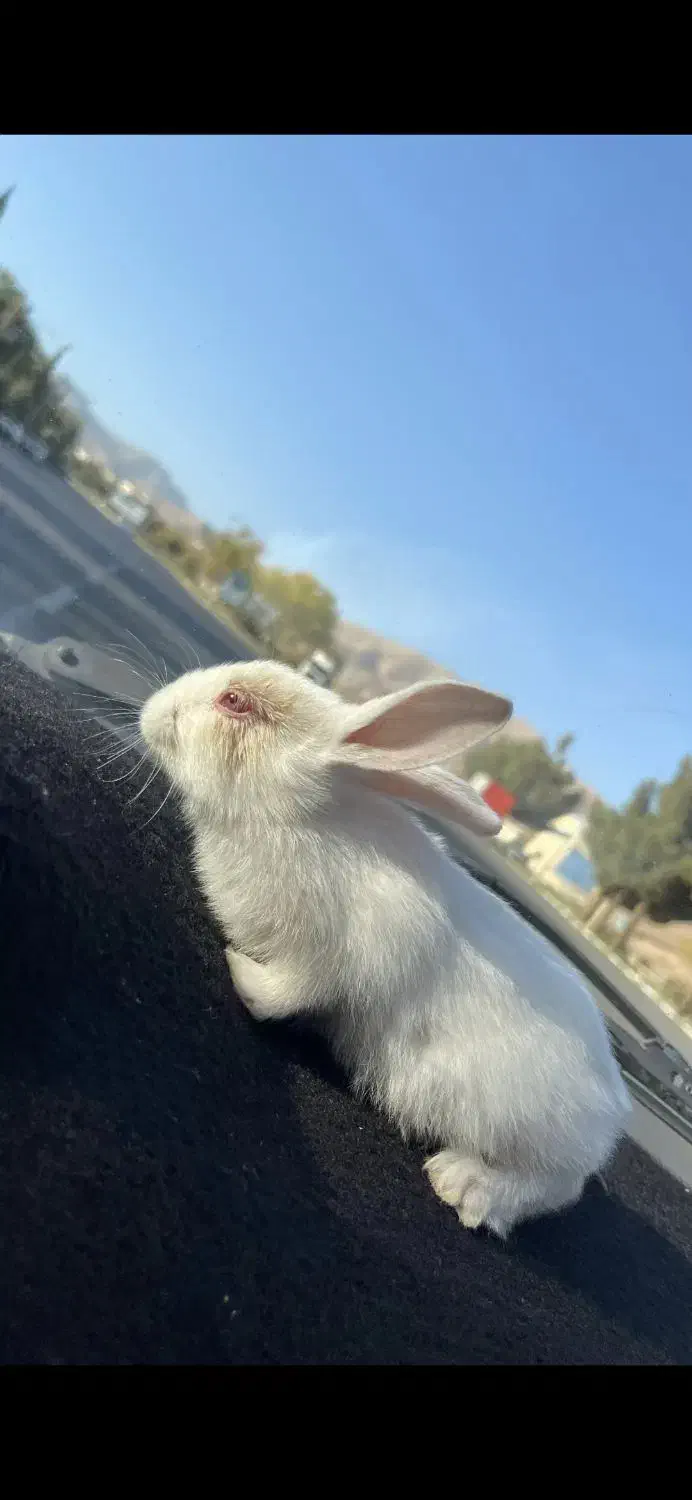 خرگوش بازیگوش|موش و خرگوش|محلات, |دیوار