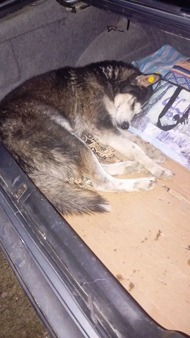 واگذاری سگ|سگ|صومای برادوست, |دیوار