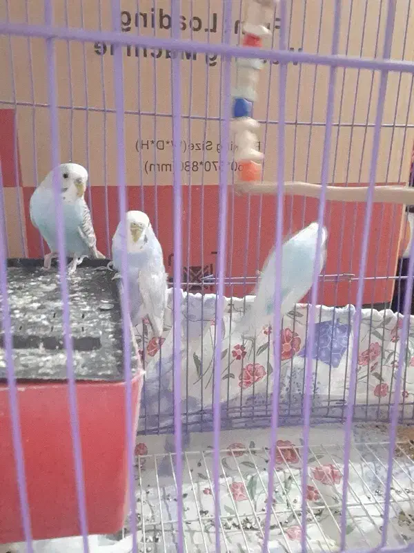 مرغ عشق|پرنده|کبودرآهنگ, |دیوار