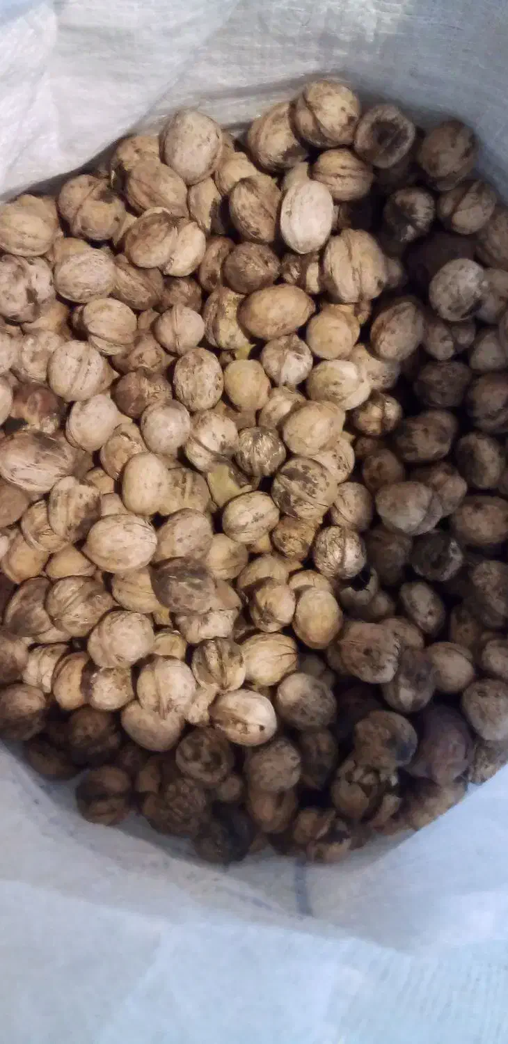 گردو درجه یک|عمده‌فروشی|سیلوانه, |دیوار