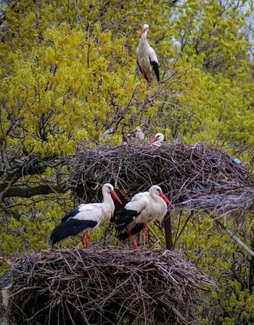 سرمایه|فعالیت داوطلبانه|ملایر, |دیوار