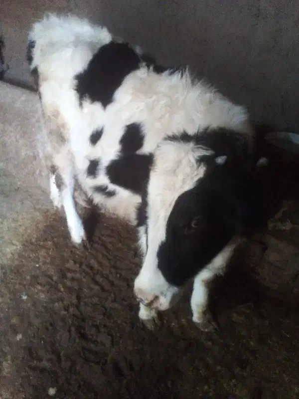 گوساله ماده|حیوانات مزرعه|آبگرم, |دیوار