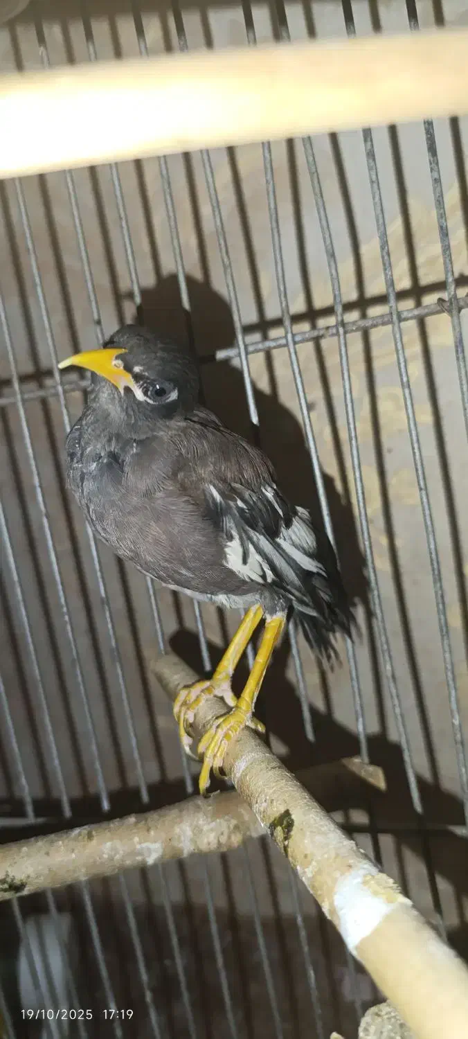 مینا|پرنده|ری, منصوریه منگل|دیوار