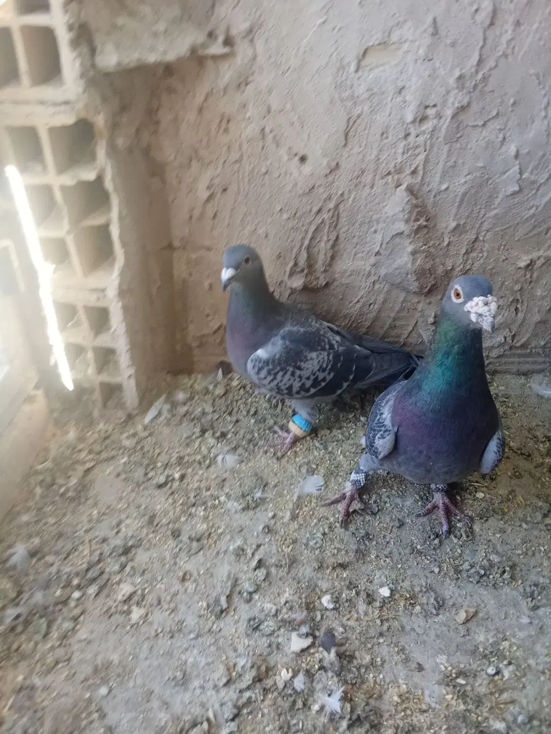 چند جفت کفتر هرکس خواست تا قیمت بدم|پرنده|مه ولات, |دیوار