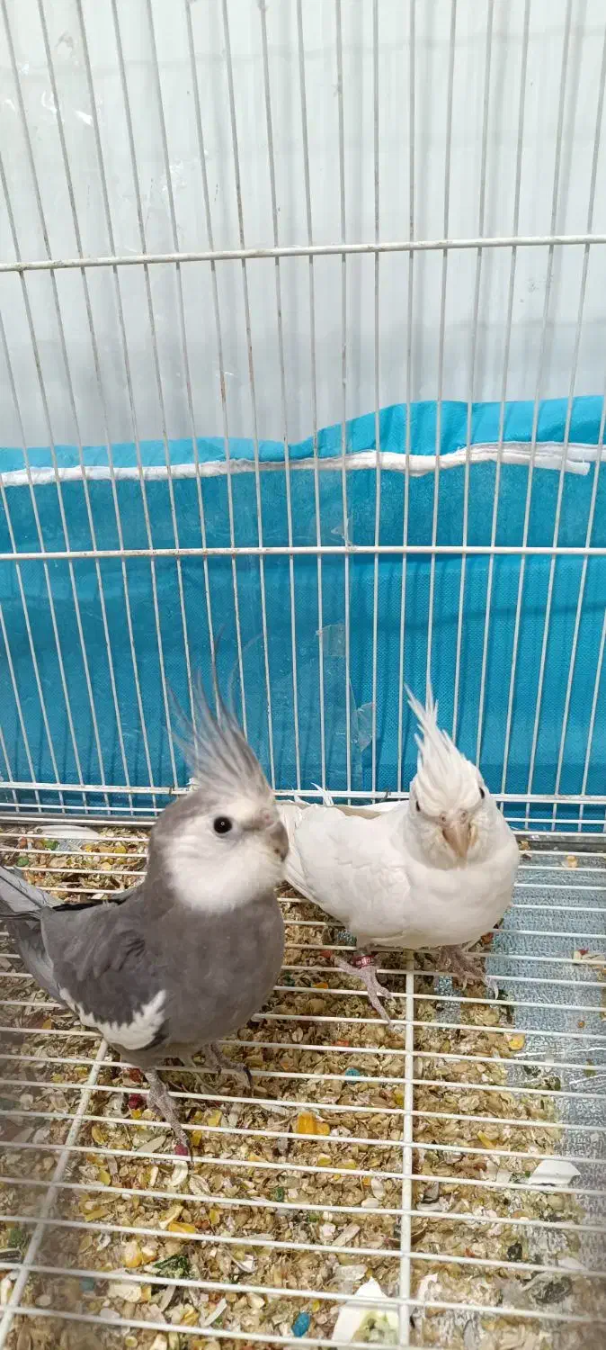 عروس هلندی|پرنده|مشهد, رده|دیوار