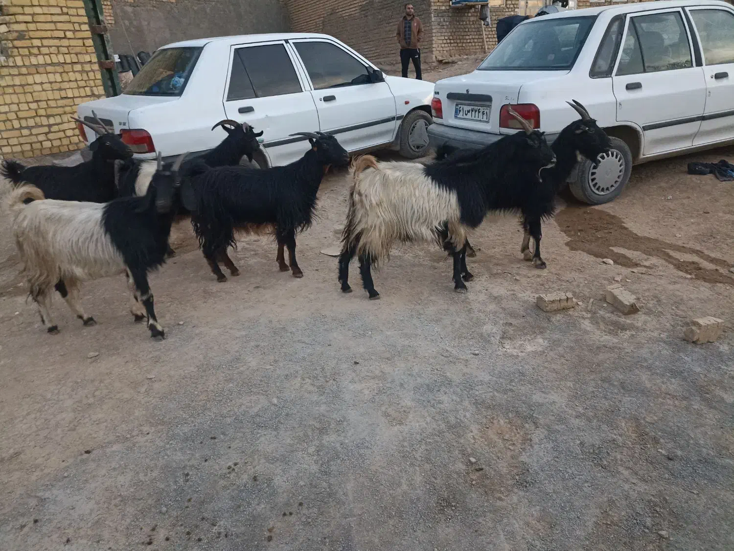 6عدد بز فروشی|حیوانات مزرعه|کوهدشت, |دیوار