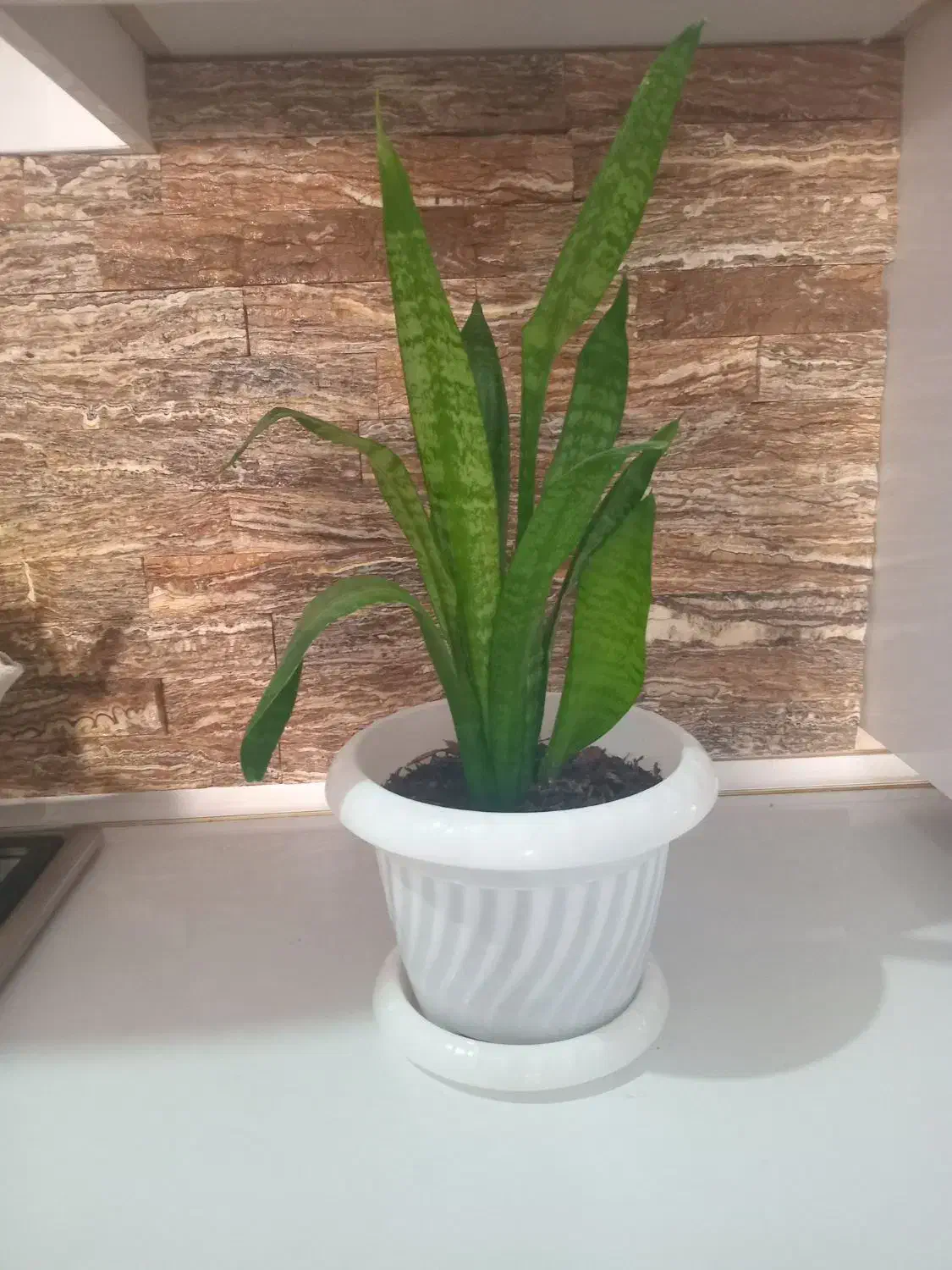 گل طبیعی|گل و گیاه طبیعی|دهلران, |دیوار