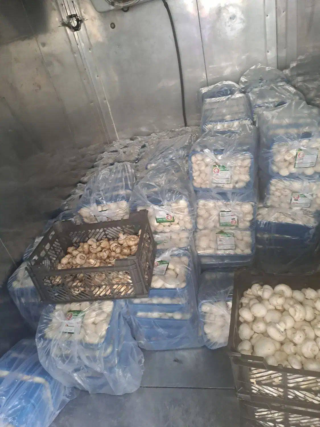 قارچ|خوردنی و آشامیدنی|تهران, شهرک دانشگاه|دیوار