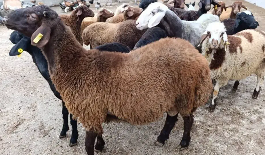 گوسفند بره ، کشتاری و گوشتی|حیوانات مزرعه|نکا, |دیوار