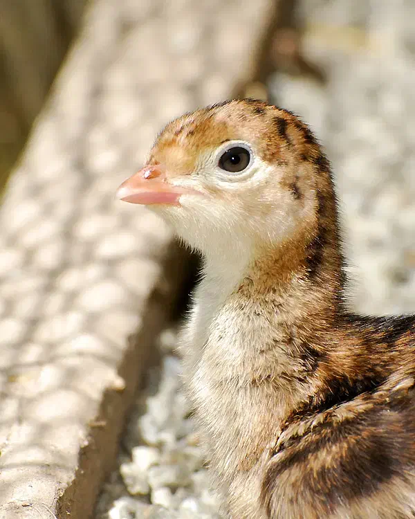 بوقلمون ۶ ماهه|حیوانات مزرعه|فسا, |دیوار