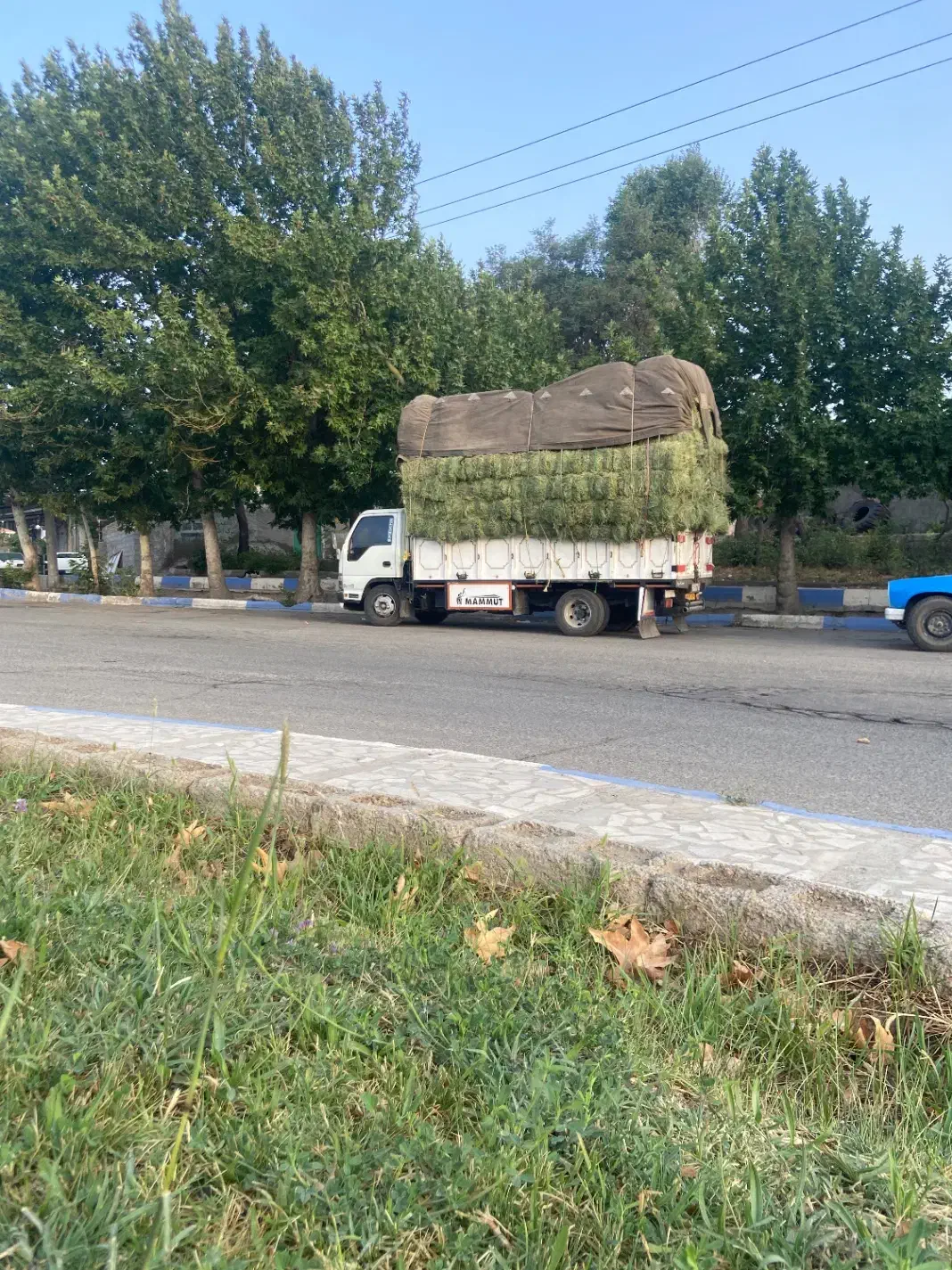 بیده|حیوانات مزرعه|شهر بابک, |دیوار