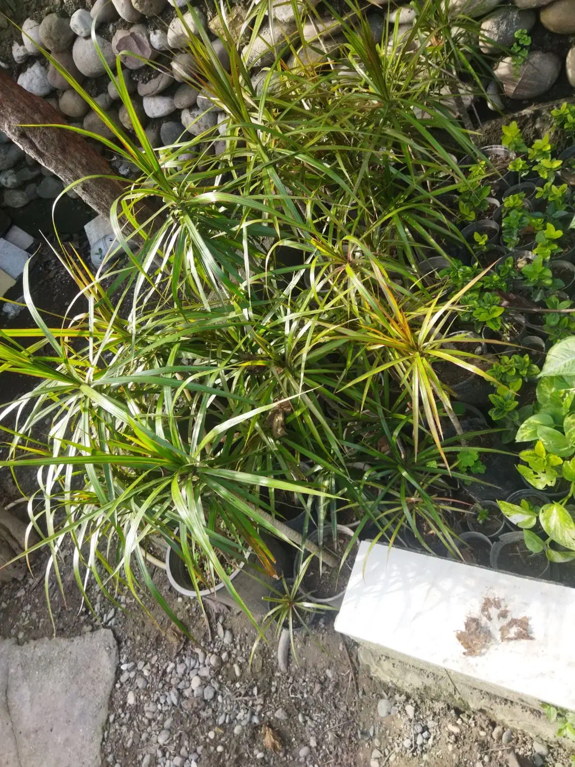 گل و‌گیاه|گل و گیاه طبیعی|چالوس, |دیوار