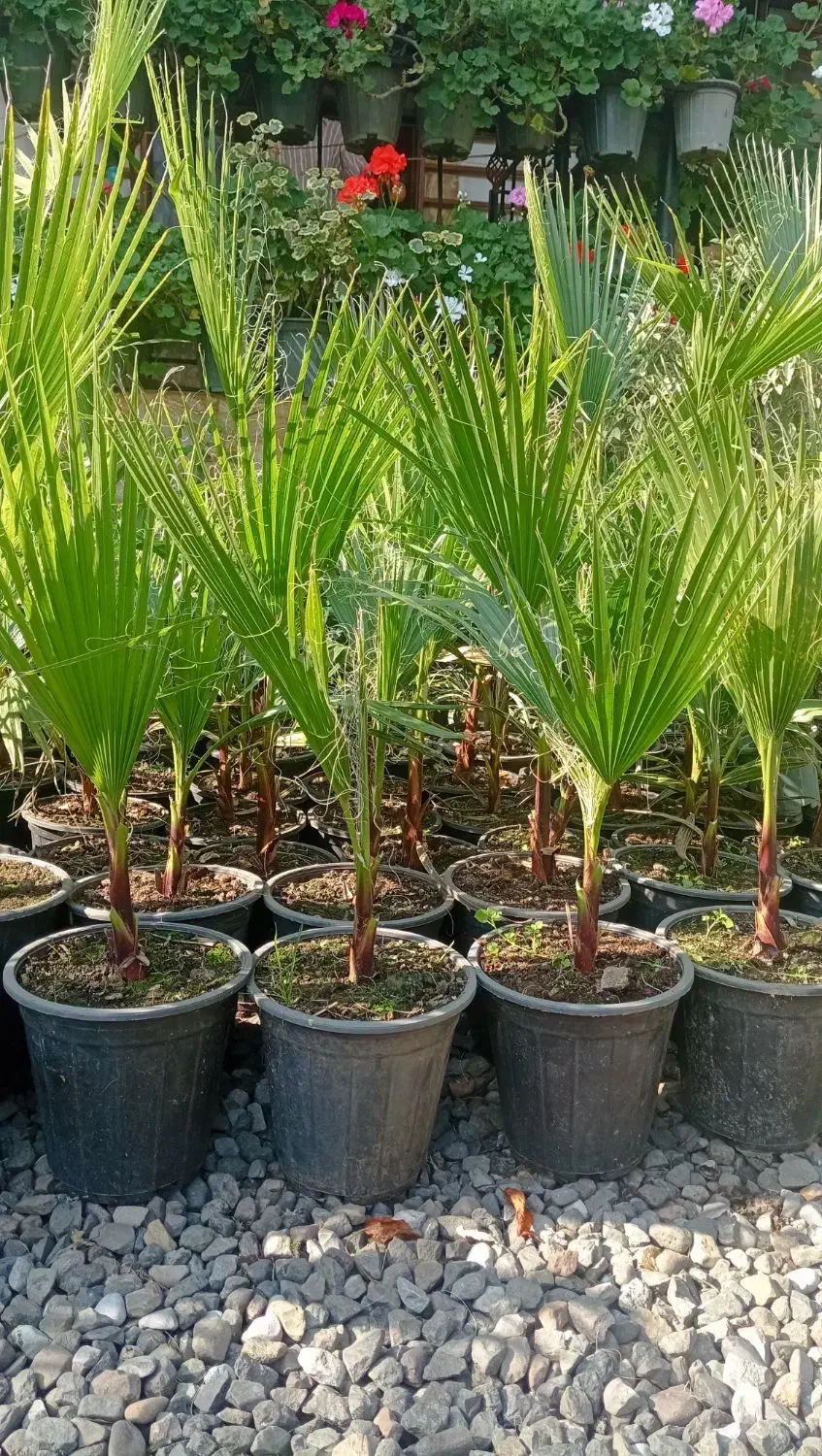 پالم ، یوکا ، یاس هلندی ، بابا آدم ، کاج ابلق|گل و گیاه طبیعی|اطاقور, |دیوار