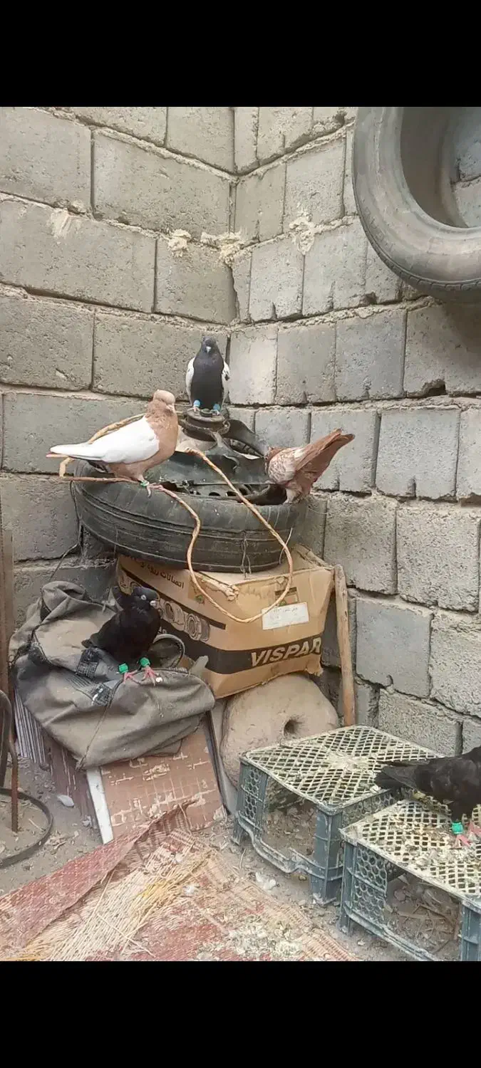 کبوتر|پرنده|رودبار (کرمان), |دیوار