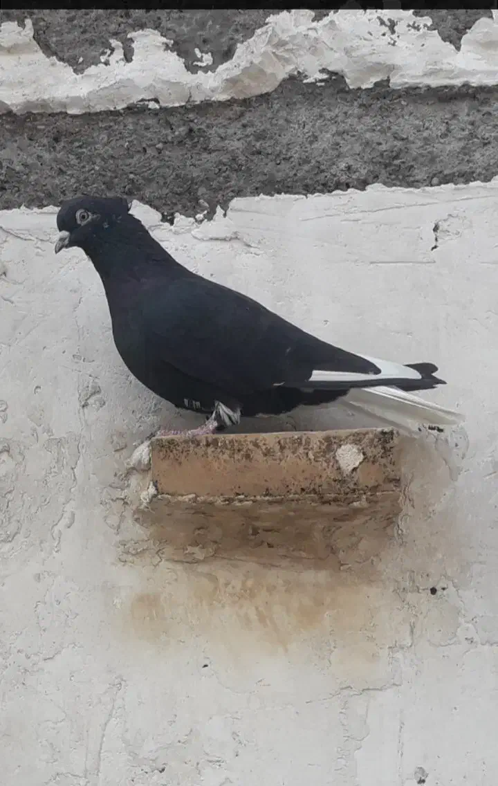 کبوتر|پرنده|شوشتر, |دیوار