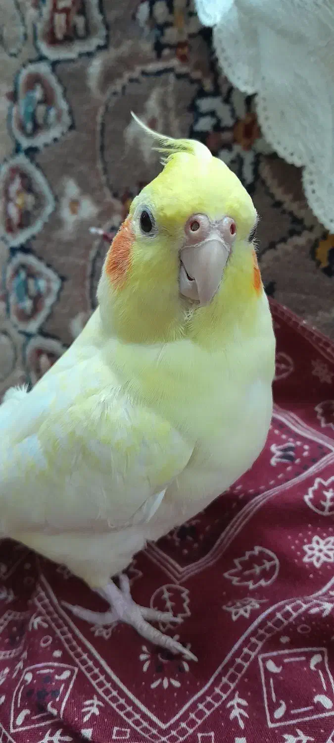 ۲ تا عروس هلندی|پرنده|قم, انصارالحسین|دیوار