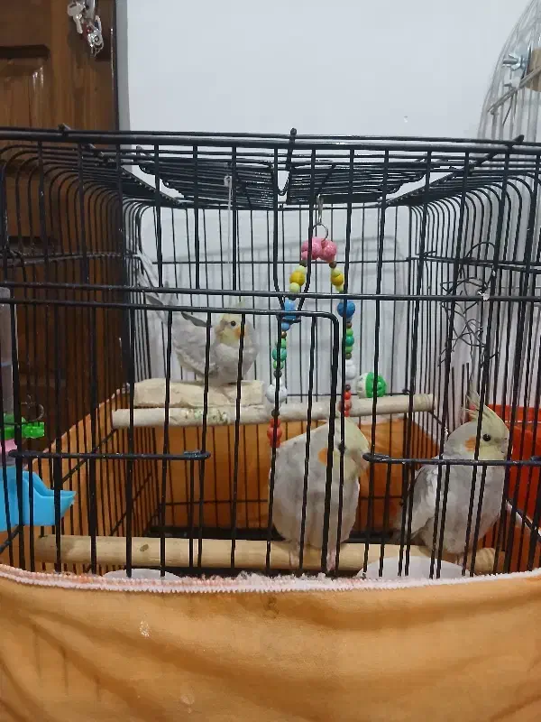 عروس هلندی|پرنده|احمدآبادمستوفی, |دیوار