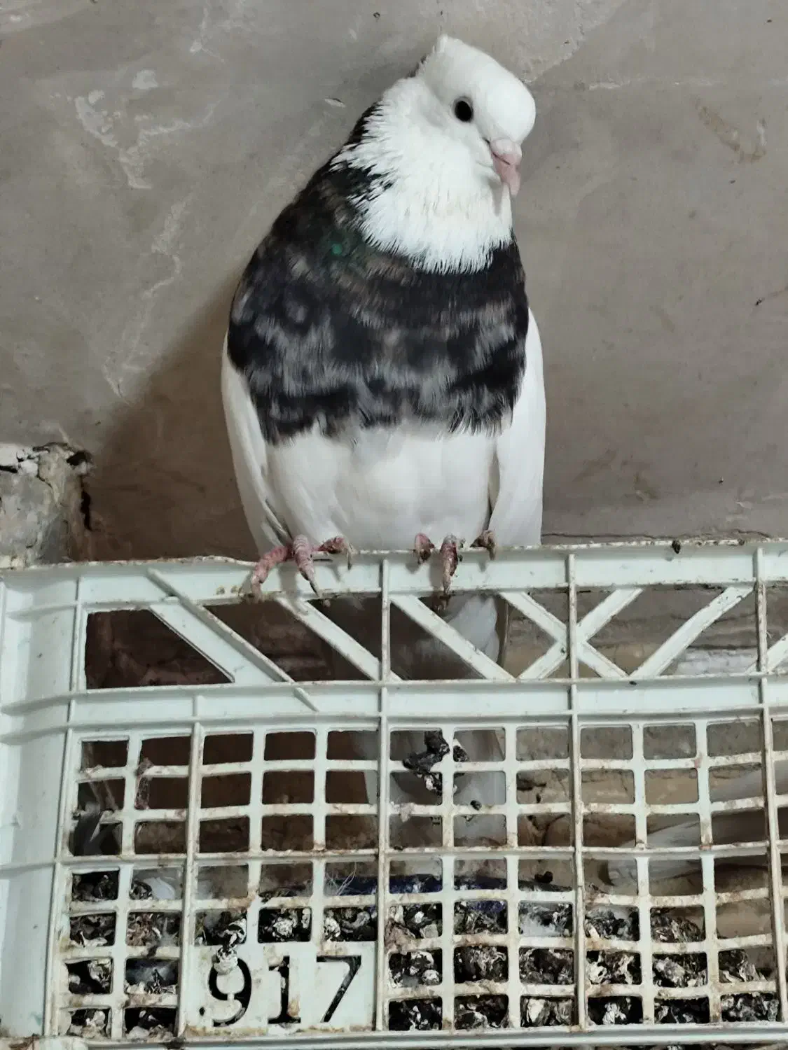 طوقی و اشعل سیاه|پرنده|شوشتر, |دیوار