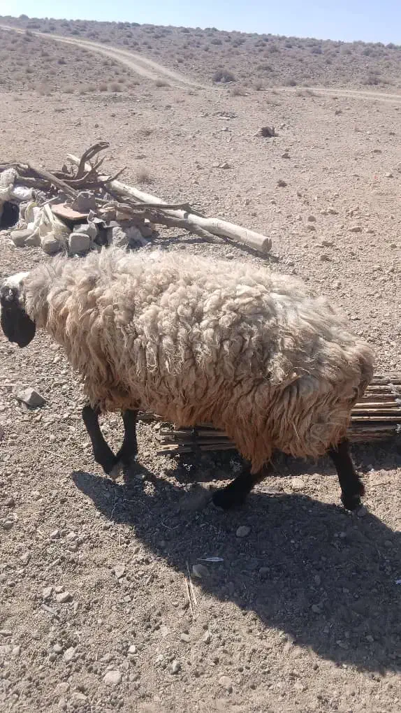 میش و بره|حیوانات مزرعه|سیرجان, |دیوار