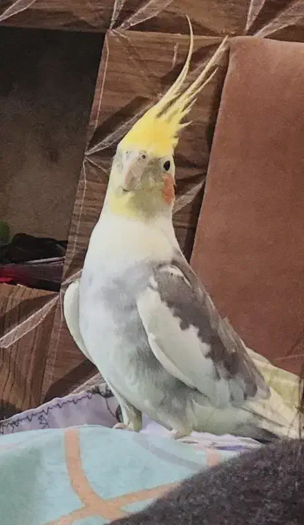 گمشده|حیوانات|کوار, |دیوار