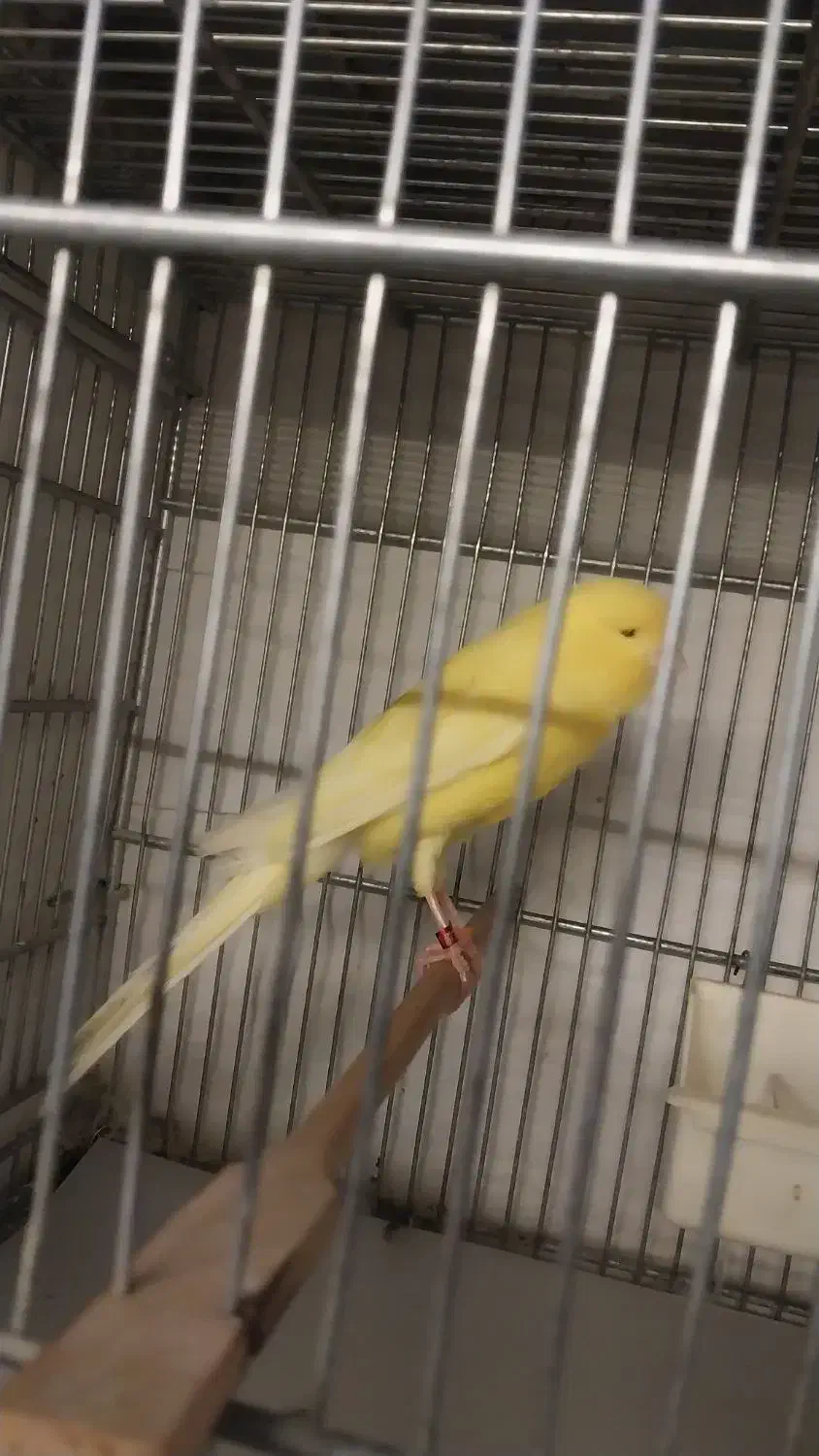 قناری رسمی بلند آماده|پرنده|کرج, استاندارد|دیوار