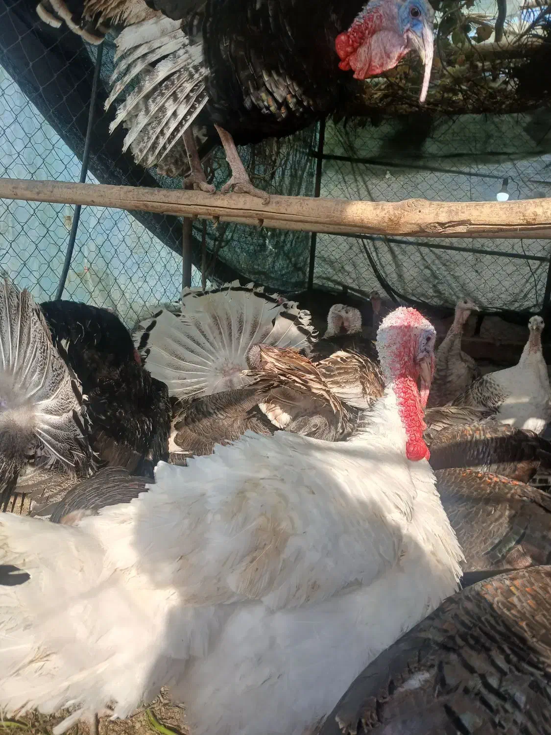 بوقلمون فروشی|حیوانات مزرعه|جیرفت, |دیوار