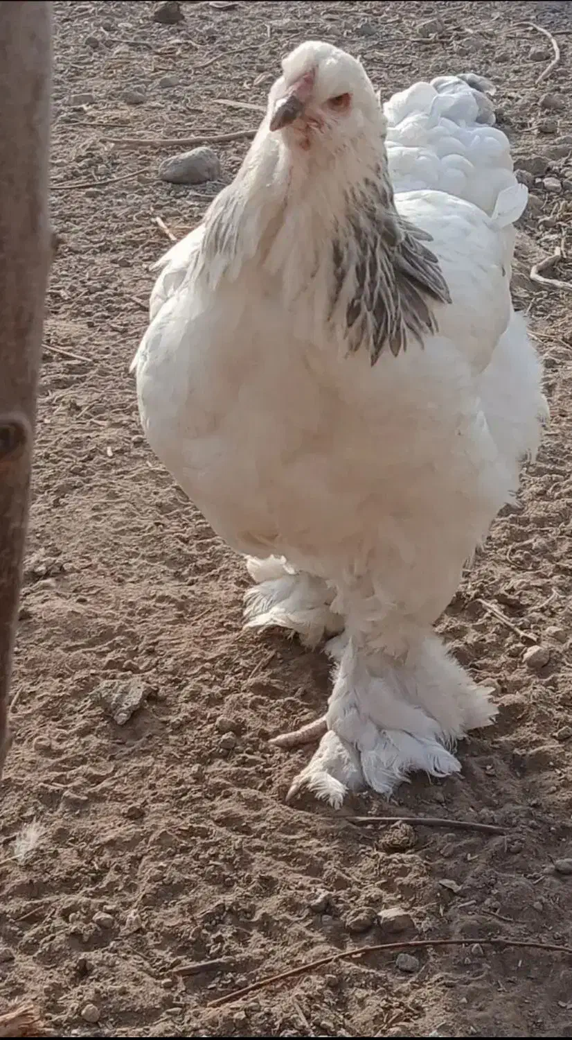 مرغ و خروس برهما سفید و کرمی|حیوانات مزرعه|جلفا, |دیوار