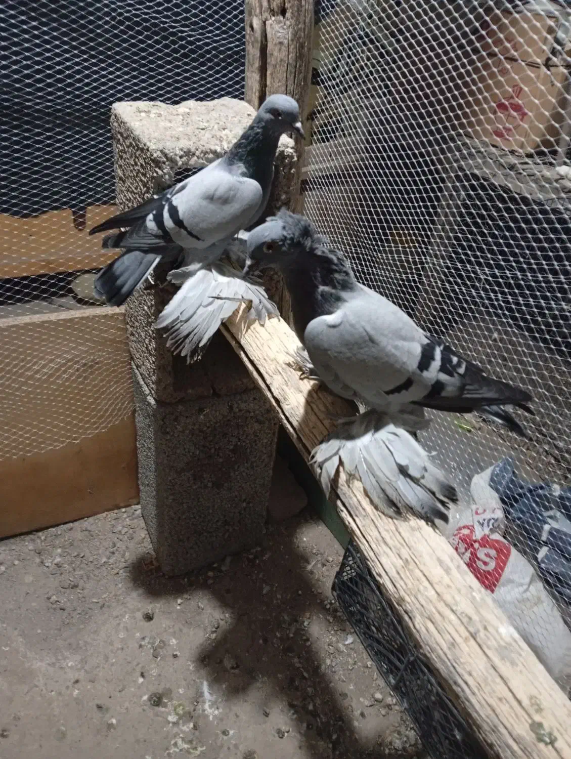 سیزده عدد کفتر در عجب شیر|پرنده|عجب شیر, |دیوار