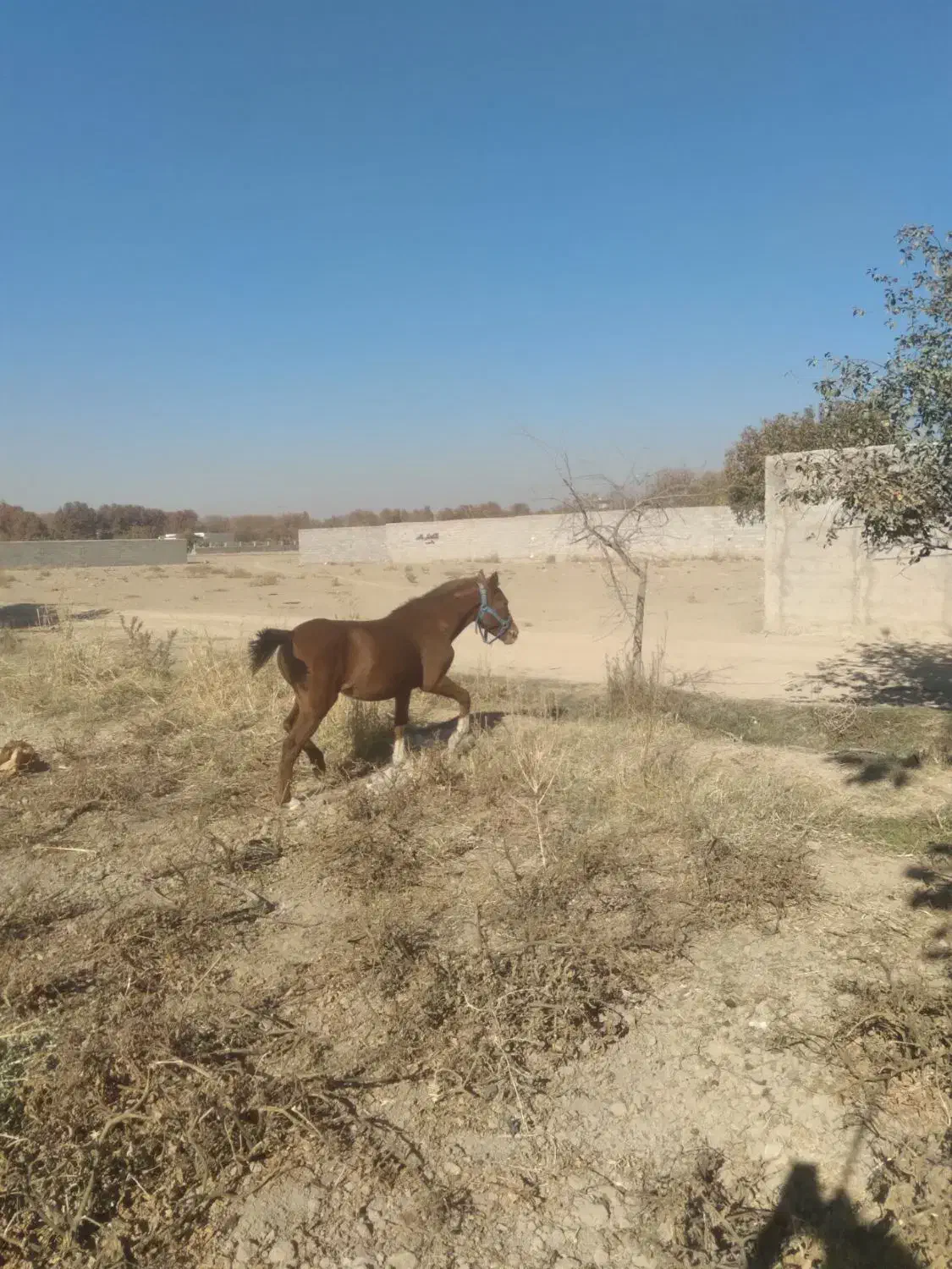 اسب کرد|اسب و تجهیزات اسب‌سواری|چهارباغ, |دیوار